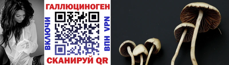 kraken   где можно купить наркотик  Берёзовский  Галлюциногенные грибы GOLDEN TEACHER 